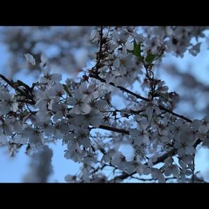 Meet your Posher, Angela lynn